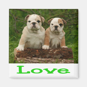 Love English Bulldog Puppy Dog Green Magnet