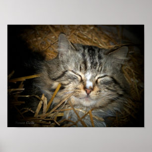 Love Feral Cat Sleeping in Bed of Straw Photo  Poster