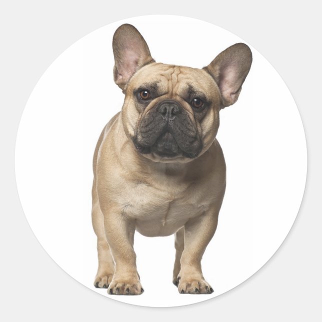 Love French Bulldog Brown Puppy Dog Classic Round Sticker (Front)