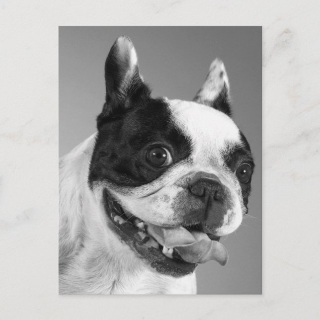 Love French Bulldog Puppy Dog Post Card (Front)