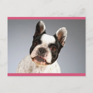 Love French Bulldog Puppy Dog Post Card