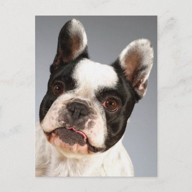 Love French Bulldog Puppy Dog Post Card (Front)
