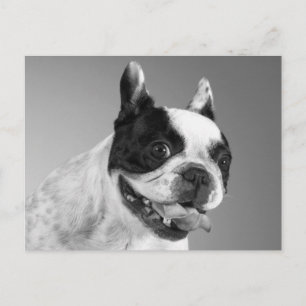Love French Bulldog Puppy Dog Post Card