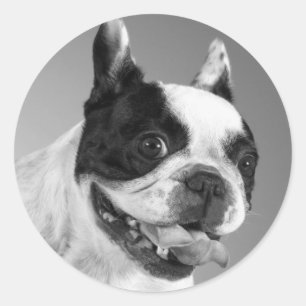 Love French Bulldog Puppy Dog Sticker / Seals