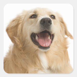 Love Golden Retriever Puppy Dog Stickers