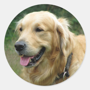 Love Golden Retriever Puppy Dog Stickers