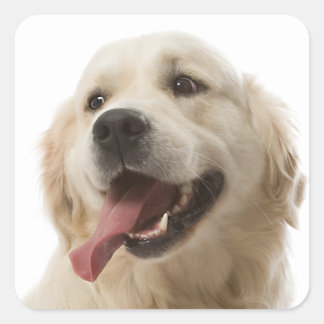 Love Golden Retriever Puppy Dog Stickers