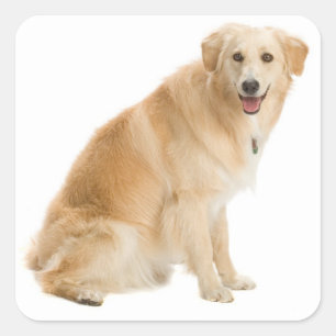 Love Golden Retriever Puppy Dog Stickers