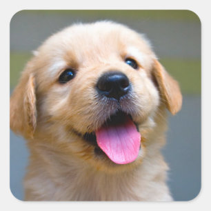 Love Golden Retriever Puppy Dog Stickers