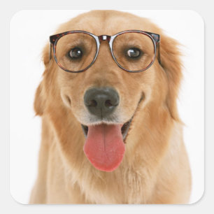 Love Golden Retriever Puppy Dog Stickers