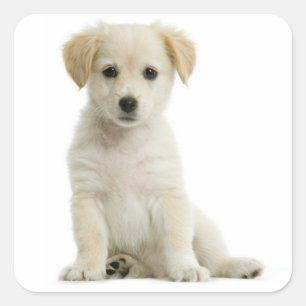 Love Golden Retriever Puppy Dog Stickers