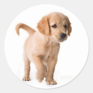 Love Golden Retriever Puppy Dog Stickers