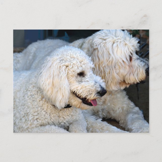 Love Goldendoodles Postcard (Front)
