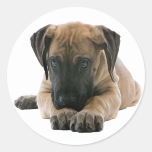 Love Great Dane Puppy Dog Sticker / Seal
