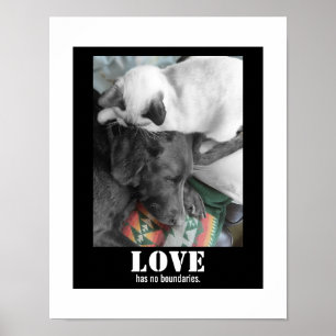 Love Has No Boundaries Cat Dog Photograph Poster