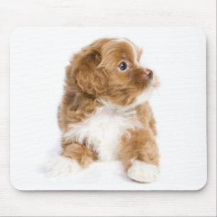 Love Havanese Puppy Dog Mousepad