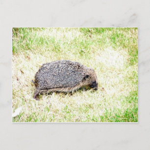 Love Hedgehogs Postcard