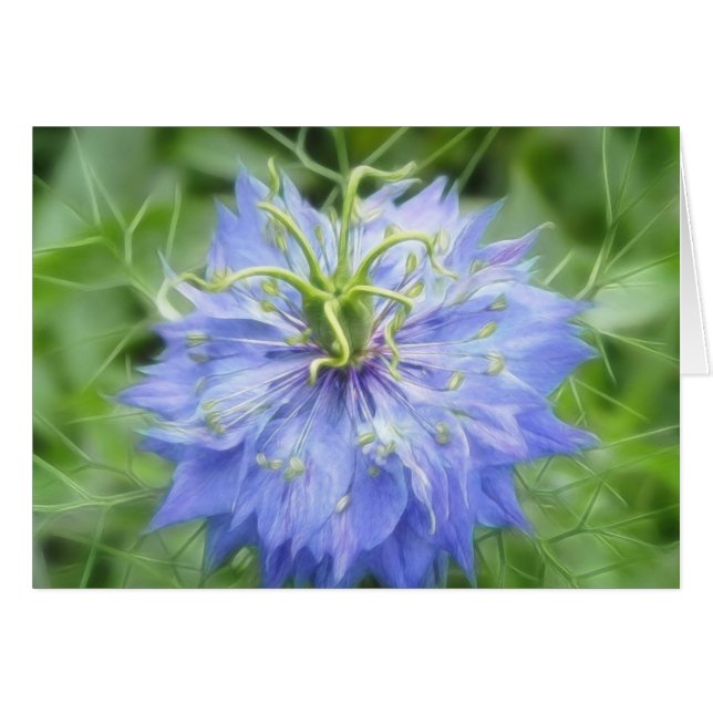 Love In A Mist - Nigella Damascena (Front Horizontal)