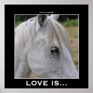 Love is... A Beautiful White Horse Photo Gift Poster