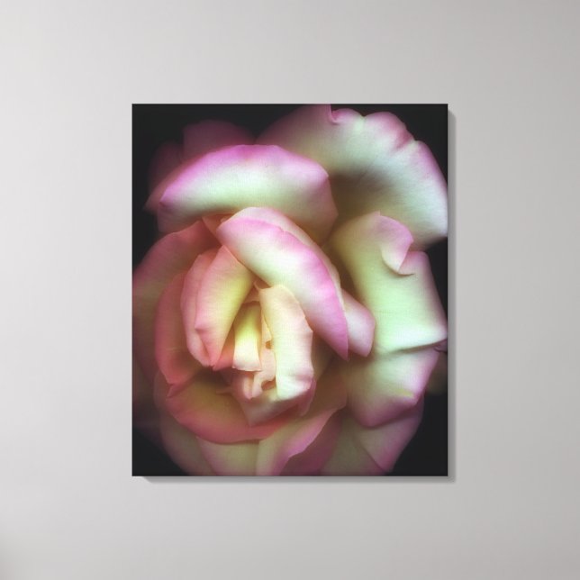 <Love is a Rose> by Nathan Griffith Canvas Print (Front)