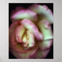 <Love is a Rose> by Nathan Griffith