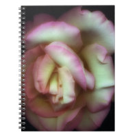 <Love is a Rose> by Nathan Griffith