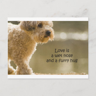 Love Is A Wet Nose And A Furry Hug Postcard