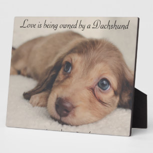 Love is being owned by a Dachshund Plaque