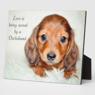 Love is being owned by a Dachshund Plaque