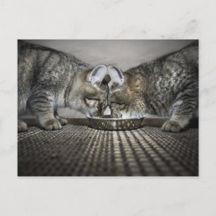 love is ... sharing postcard