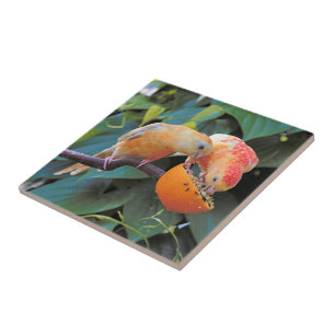 Love is Sharing: Yellow Turquoisine Parakeets Tile