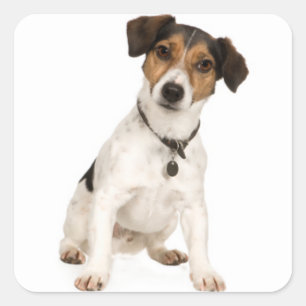 Love Jack Russell Terrier Puppy Dog Sticker / Seal