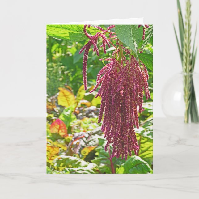 "LOVE LIES BLEEDING" (AMARANTHUS CAUDATUS) PLANT) CARD (Front)