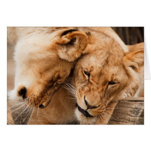 Love Lions cuddling animals wildlife