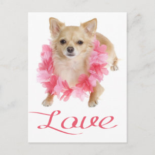 Love Long Hair Chihuahua Puppy Dog Post Card