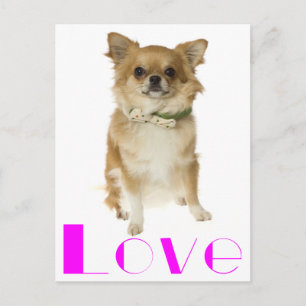 Love Long Hair Chihuahua Puppy Dog Post Card