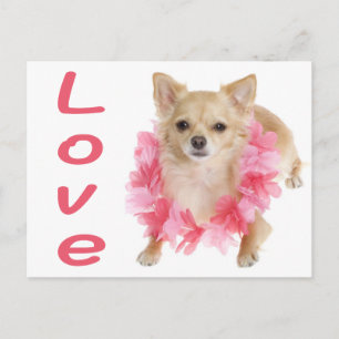 Love Long Hair Chihuahua Puppy Dog Post Card