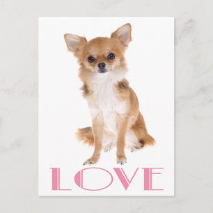 Love Long Hair Chihuahua Puppy Dog Post Card