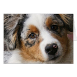Love my Aussie