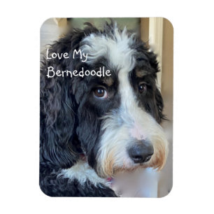 Love My Bernedoodle Magnet