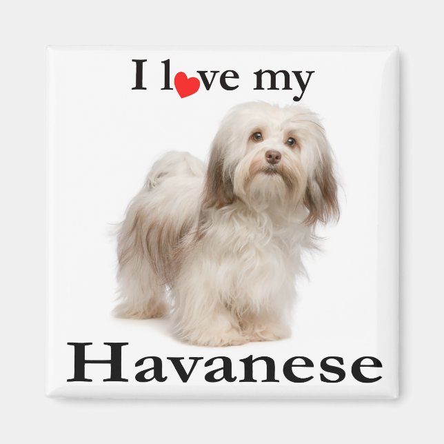 Love My Havanese Magnet (Front)