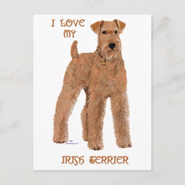 Love My Irish Terrier Postcard (Front)