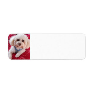 Love My Poodle Return Address Labels