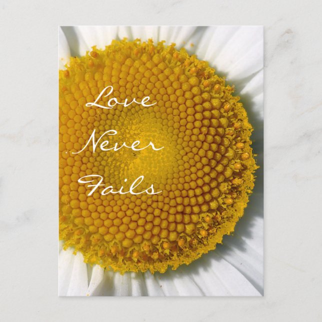 Love Never Fails Daisy 1 Corinthians 13 Postcard (Front)
