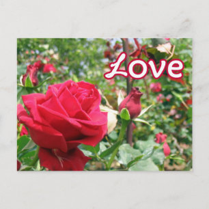 Love Note Roses Postcard