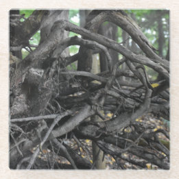 Love of a Fallen Tree Glass Coaster