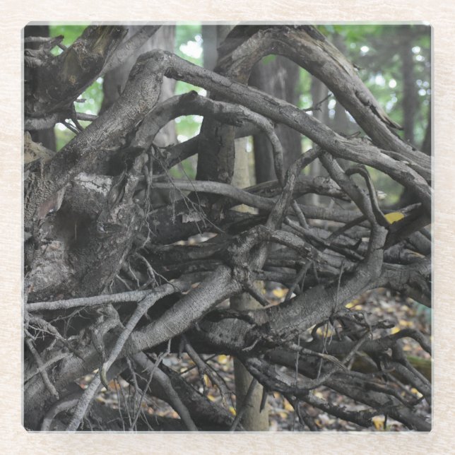 Love of a Fallen Tree Glass Coaster (Front)