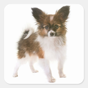 Love Papillon Puppy Dog Hello, Miss You Square Sticker