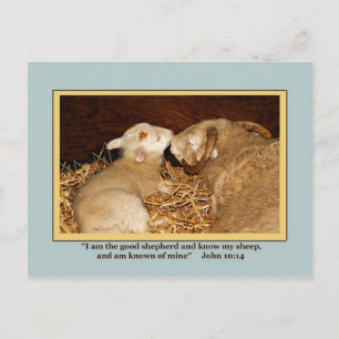 LOVE & PEACE Postcard