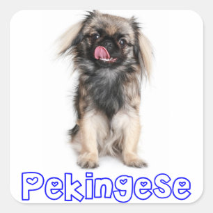Love Pekingese Puppy Dog Blue Sticker / Seal